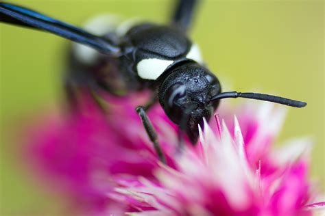 blackbee